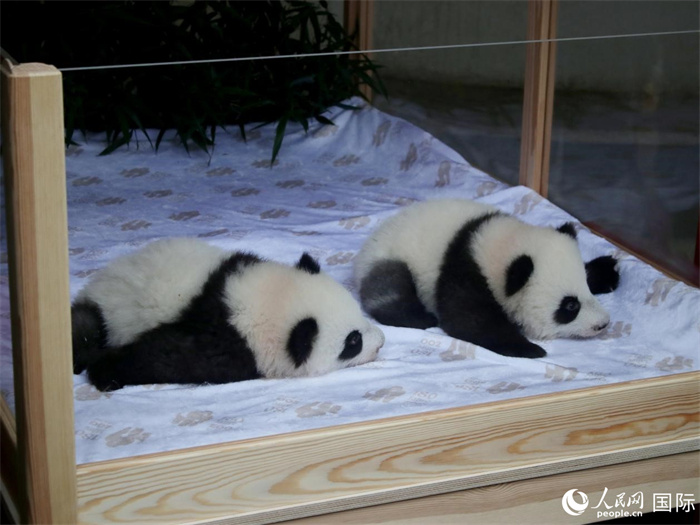 柏林动物园举行大熊猫双胞胎“梦好”“梦甜”命名仪式