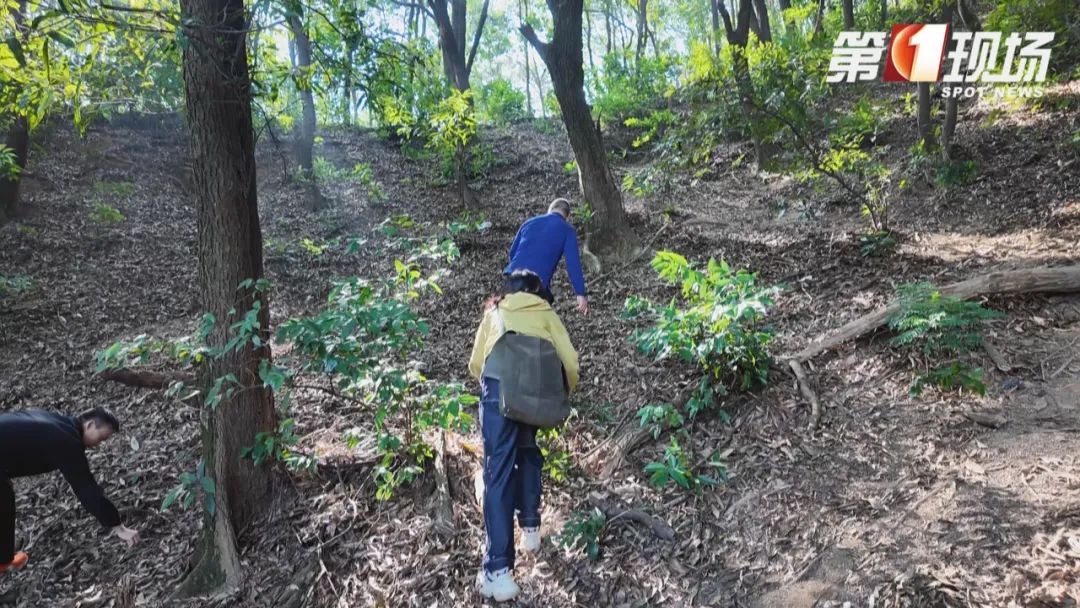 到阳台山公园“打野”？注意这不是板栗！误食有风险