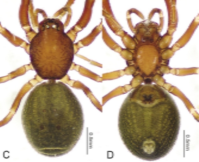 世界首次！广东发现甲虫界“迷你冠军”