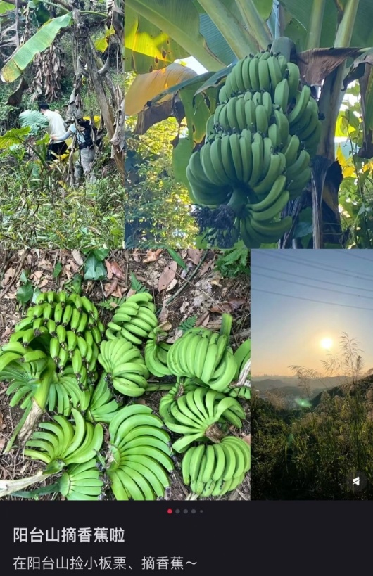 到阳台山公园“打野”？注意这不是板栗！误食有风险