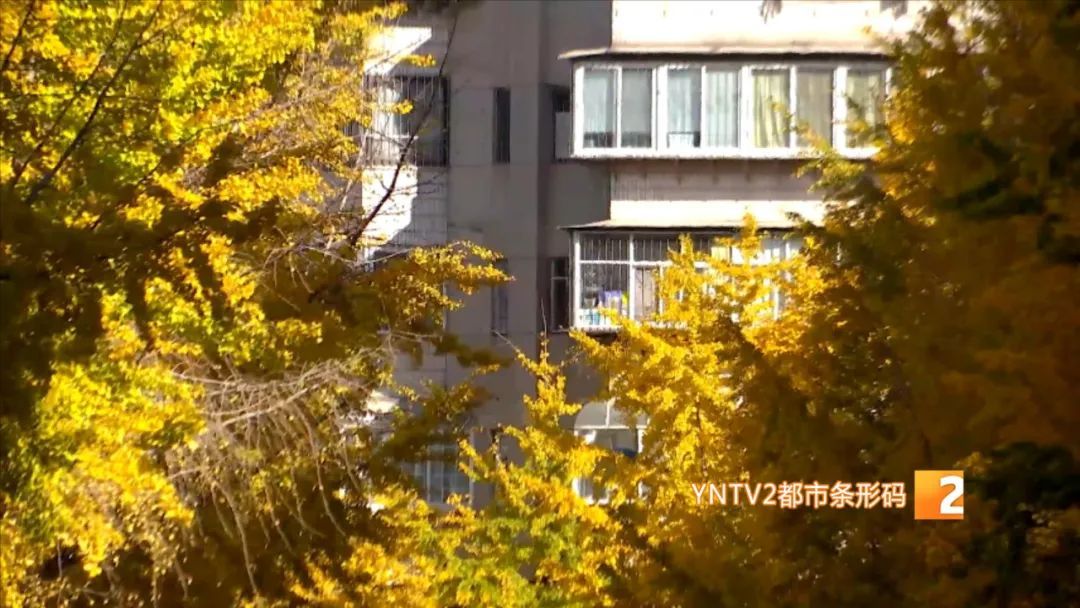 太火了！昆明这条冬日限定网红大街上线！网友：一百米走了40分钟！
