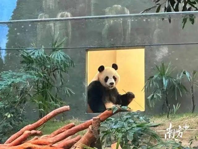 “安安”“可可”!中央政府赠港大熊猫公布正式命名 “安安”“可可”!中央政府赠港大熊猫公布正式命名