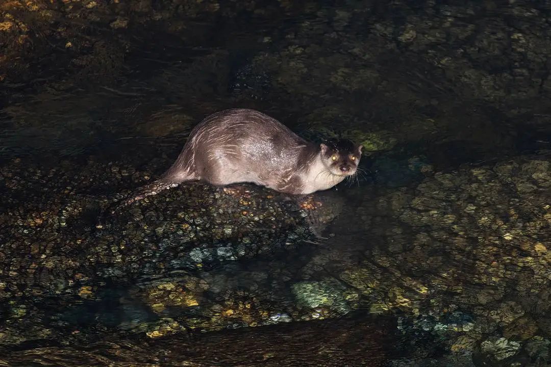 首次被影像记录！国家重点保护动物现身成都主城区