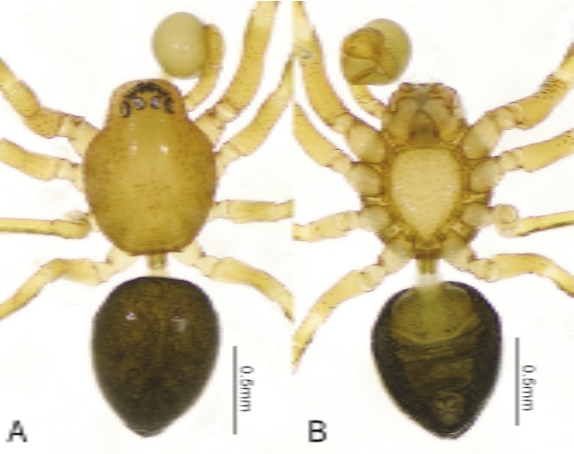 世界首次！广东发现甲虫界“迷你冠军”