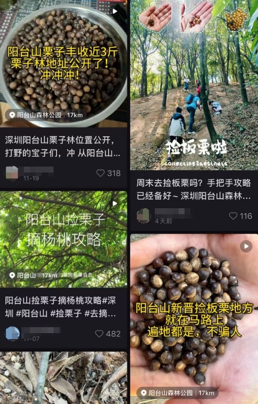 到阳台山公园“打野”？注意这不是板栗！误食有风险
