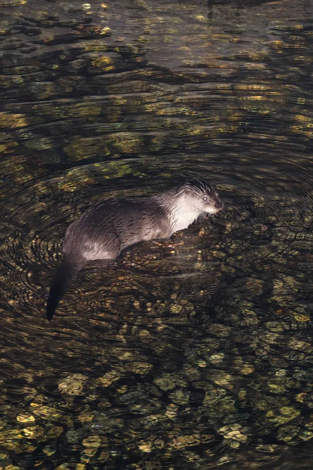 首次被影像记录！国家重点保护动物现身成都主城区