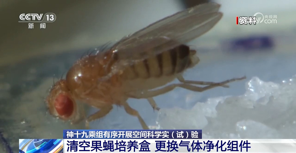 中国空间站：神十九乘组有序开展空间科学实（试）验