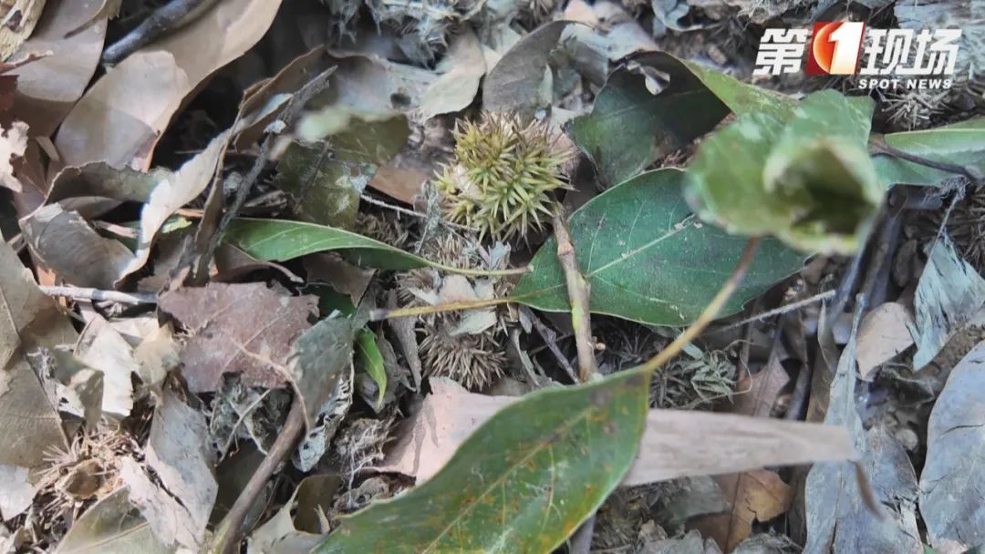 到阳台山公园“打野”？注意这不是板栗！误食有风险