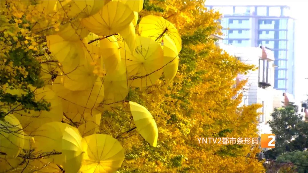 太火了！昆明这条冬日限定网红大街上线！网友：一百米走了40分钟！