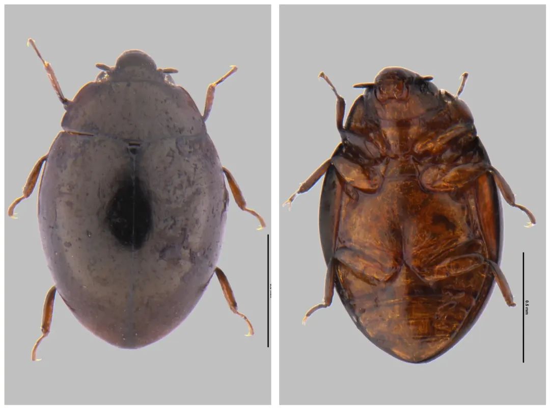 世界首次！广东发现甲虫界“迷你冠军”