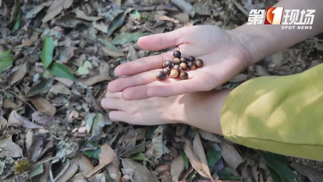到阳台山公园“打野”？注意这不是板栗！误食有风险