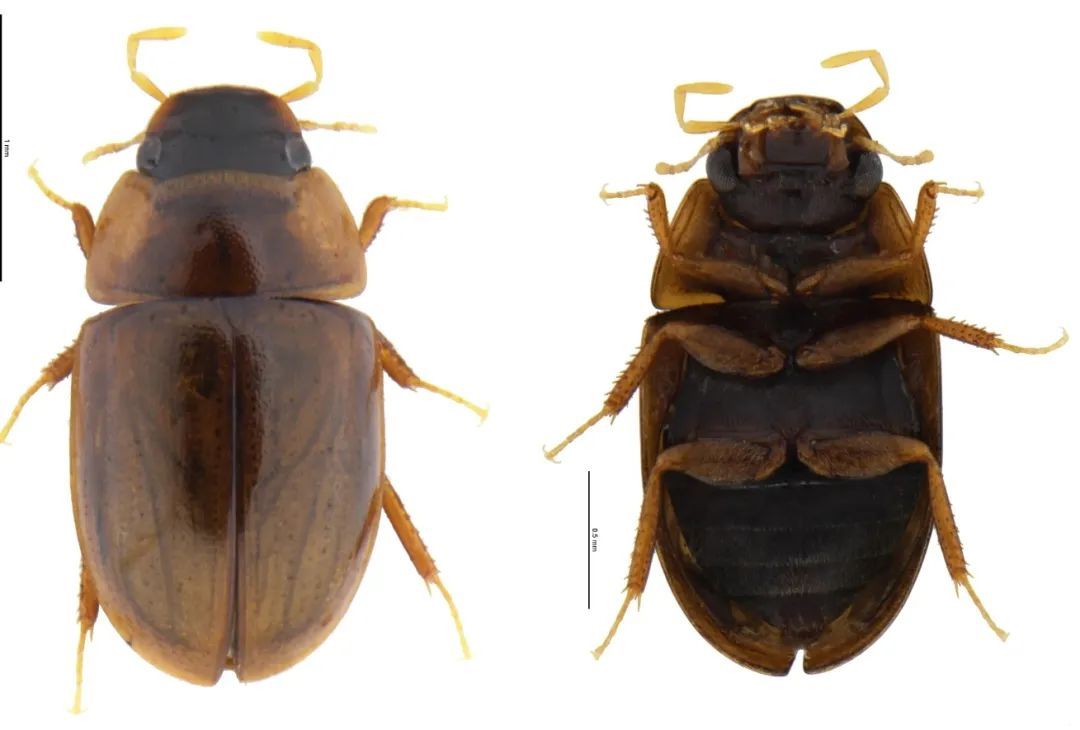 世界首次！广东发现甲虫界“迷你冠军”