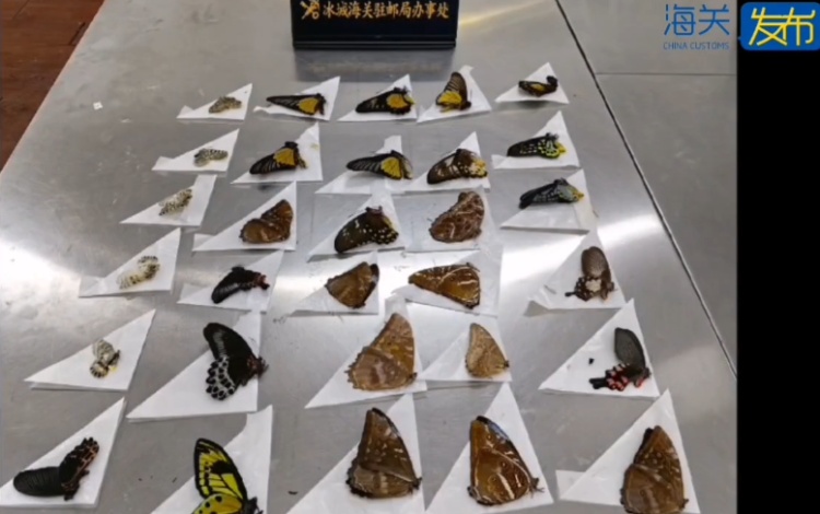 哈尔滨海关查获蝴蝶标本30个
