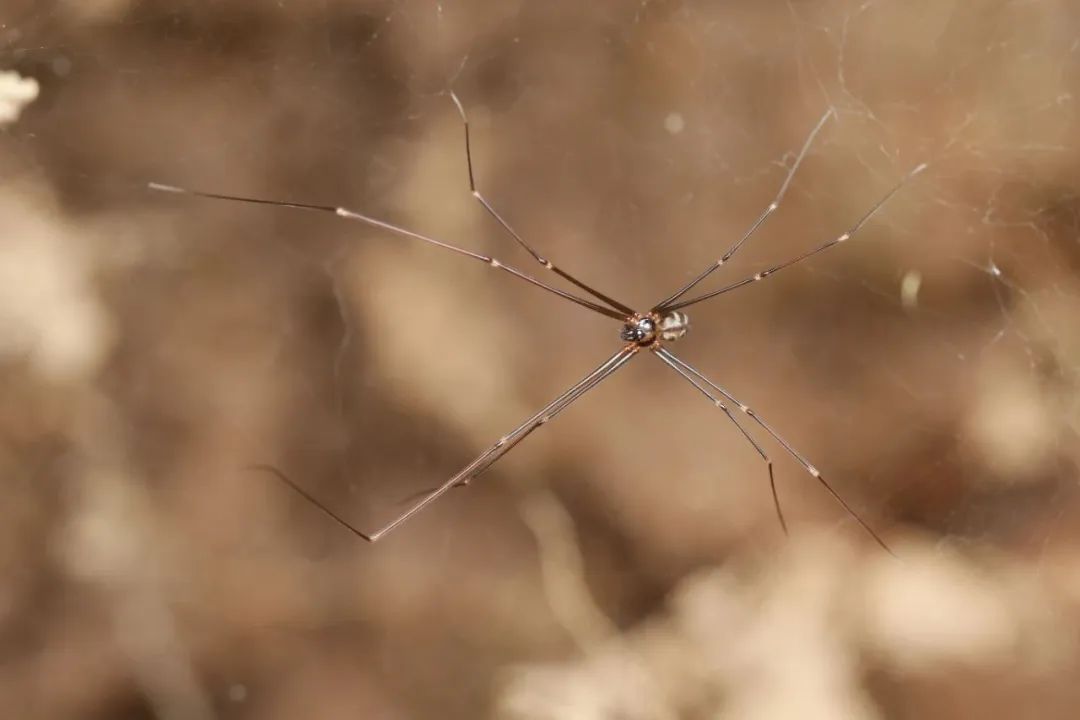 世界首次！广东发现甲虫界“迷你冠军”