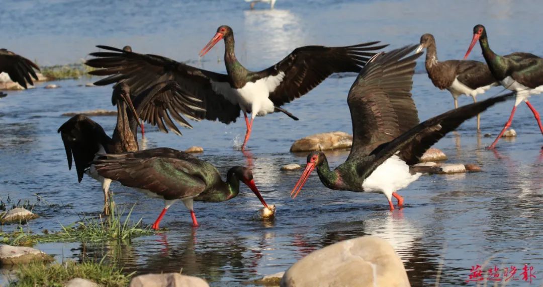 几十种野生鸟类在石家庄各湿地过冬天