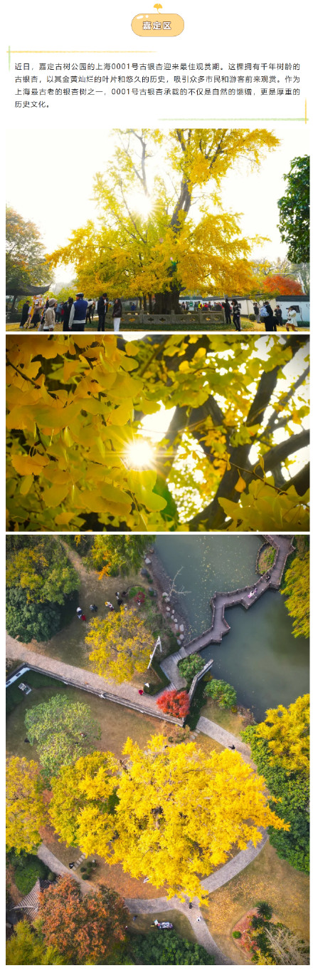 错过等一年!上海这些银杏观赏点位已进入最佳观赏期 错过等一年!上海这些银杏观赏点位已进入最佳观赏期