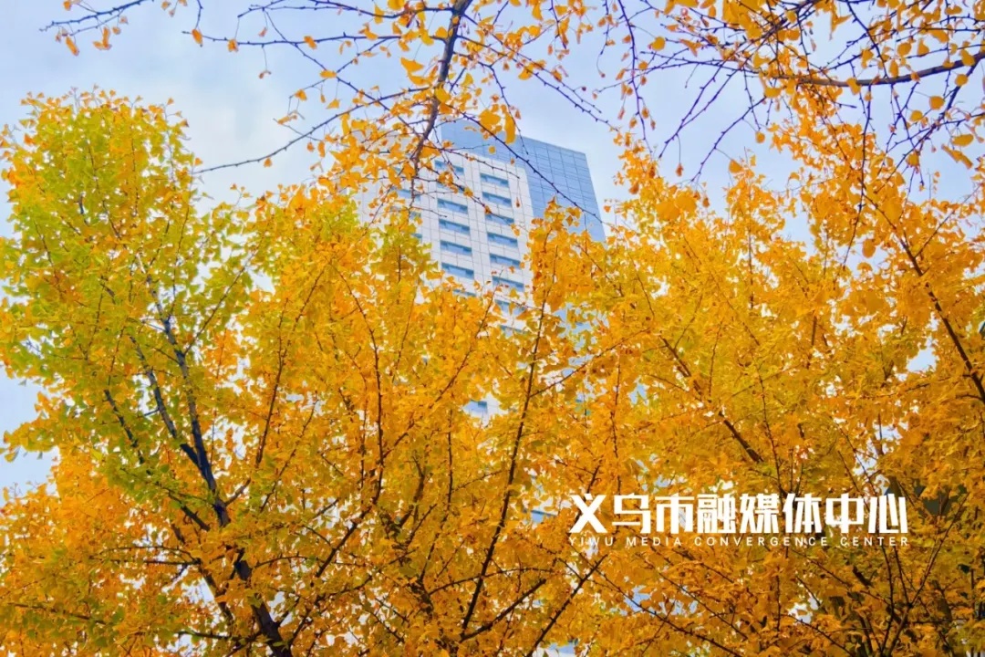 跌至0℃！义乌入冬最新消息来了！