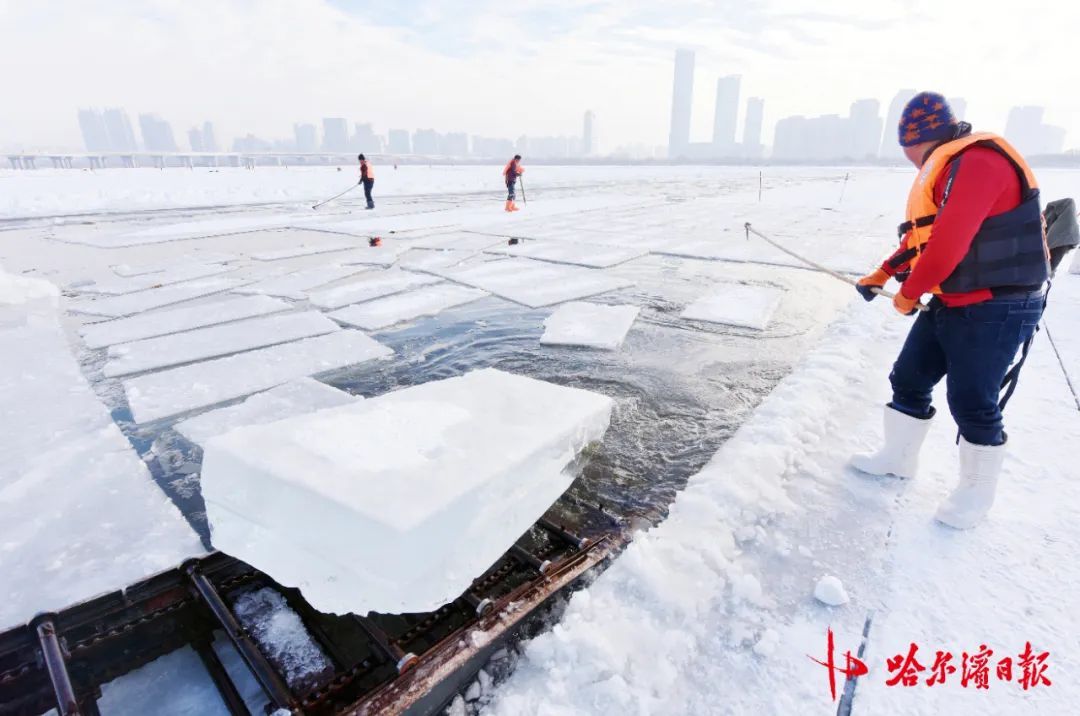 采冰全面展开!哈尔滨冰雪大世界建设加速 采冰全面展开!哈尔滨冰雪大世界建设加速