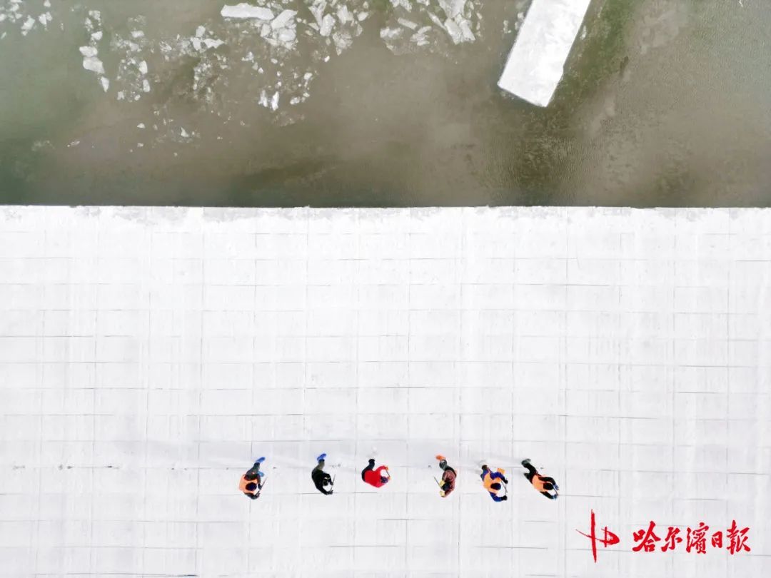 采冰全面展开!哈尔滨冰雪大世界建设加速 采冰全面展开!哈尔滨冰雪大世界建设加速