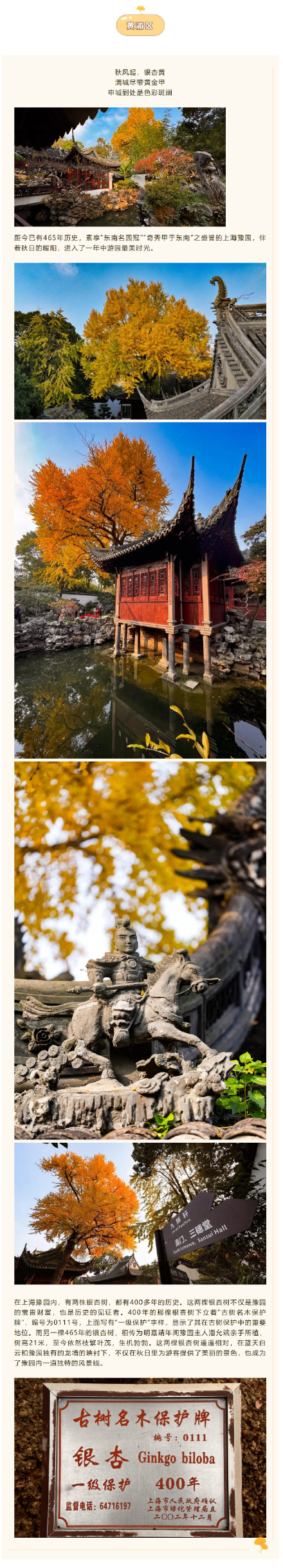 错过等一年!上海这些银杏观赏点位已进入最佳观赏期 错过等一年!上海这些银杏观赏点位已进入最佳观赏期