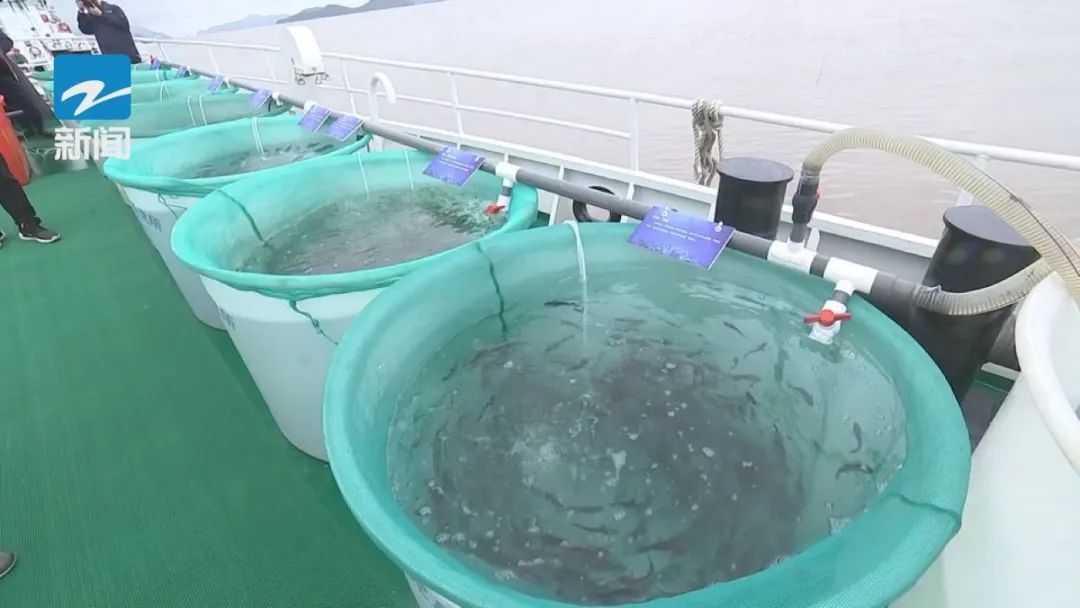 浙江网友在海里钓到一条“带编码”的鱼，出处找到了→