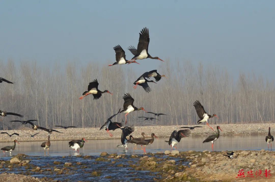 几十种野生鸟类在石家庄各湿地过冬天
