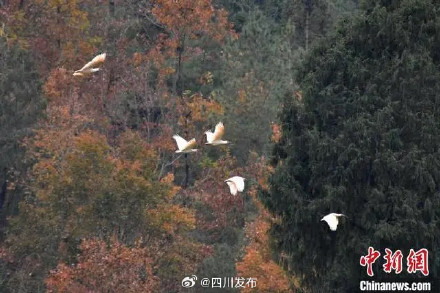 四川青川拍到一群国家一级保护动物朱鹮 四川青川拍到一群国家一级保护动物朱鹮