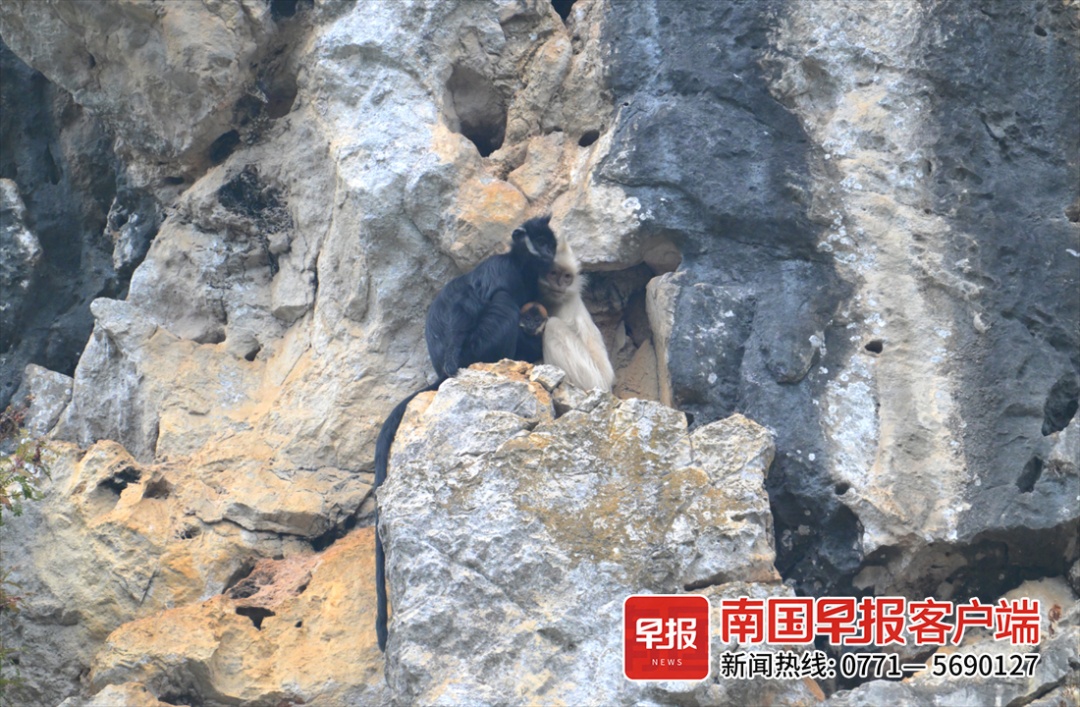 “显眼包”拍到了！黑叶猴中的“小白”现身广西