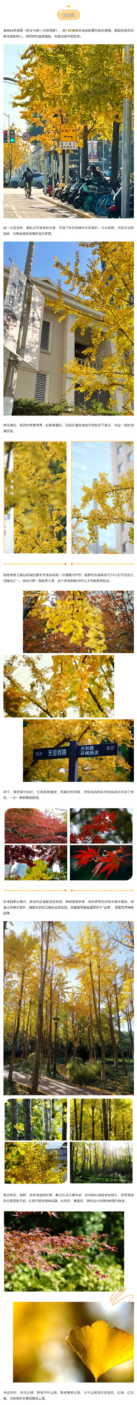 错过等一年!上海这些银杏观赏点位已进入最佳观赏期 错过等一年!上海这些银杏观赏点位已进入最佳观赏期