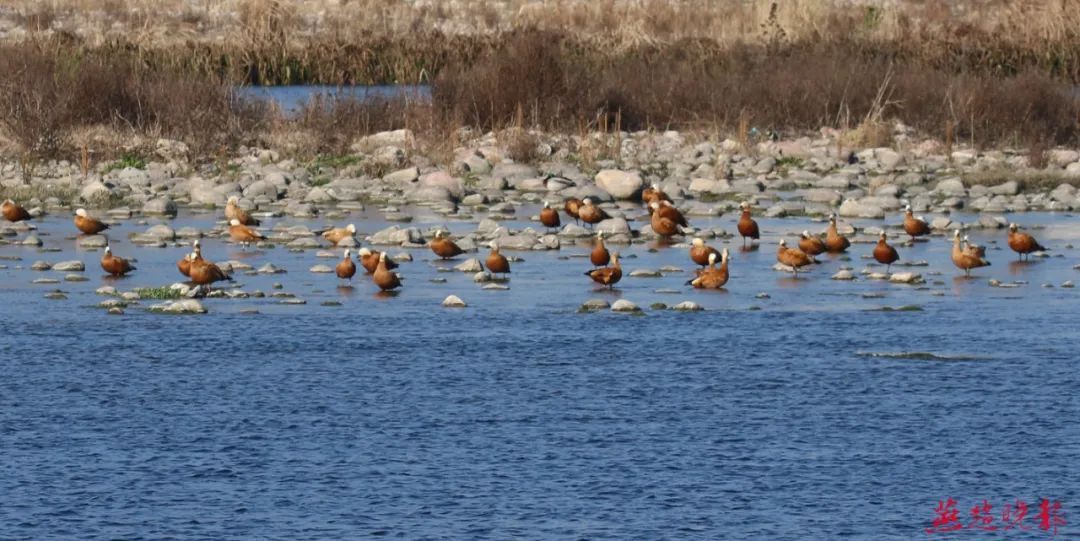 几十种野生鸟类在石家庄各湿地过冬天