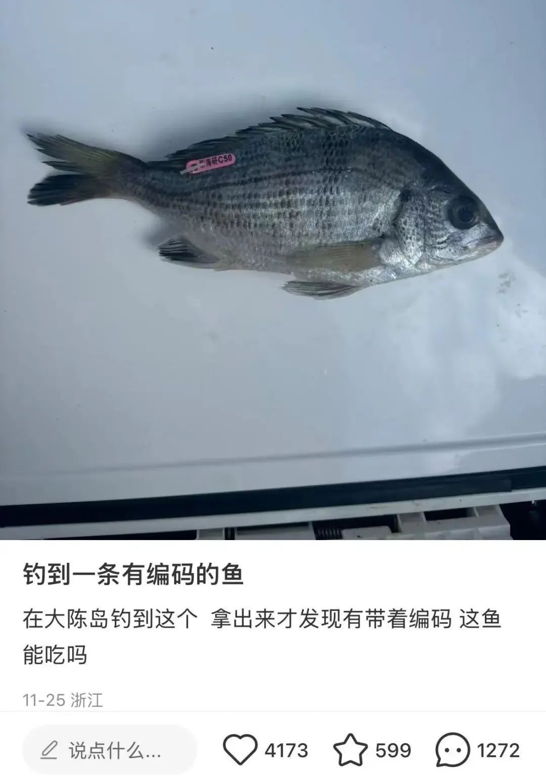 这鱼背上怎么带编码？还好没吃......