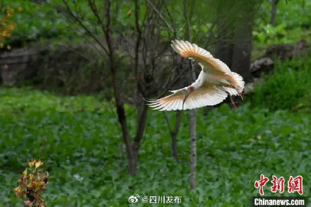 四川青川拍到一群国家一级保护动物朱鹮 四川青川拍到一群国家一级保护动物朱鹮