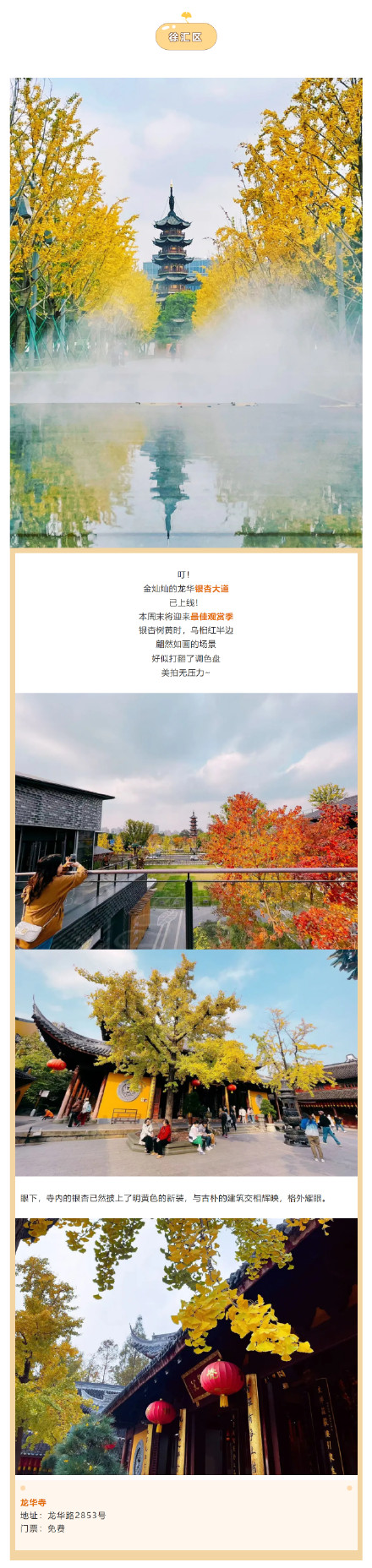 错过等一年!上海这些银杏观赏点位已进入最佳观赏期 错过等一年!上海这些银杏观赏点位已进入最佳观赏期