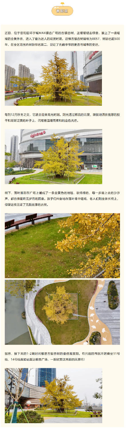 错过等一年!上海这些银杏观赏点位已进入最佳观赏期 错过等一年!上海这些银杏观赏点位已进入最佳观赏期