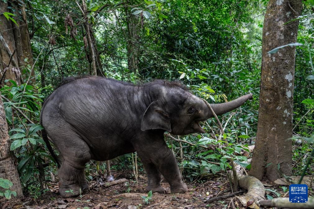 云南:一头受伤野生亚洲象被收容救助后恢复良好 云南:一头受伤野生亚洲象被收容救助后恢复良好