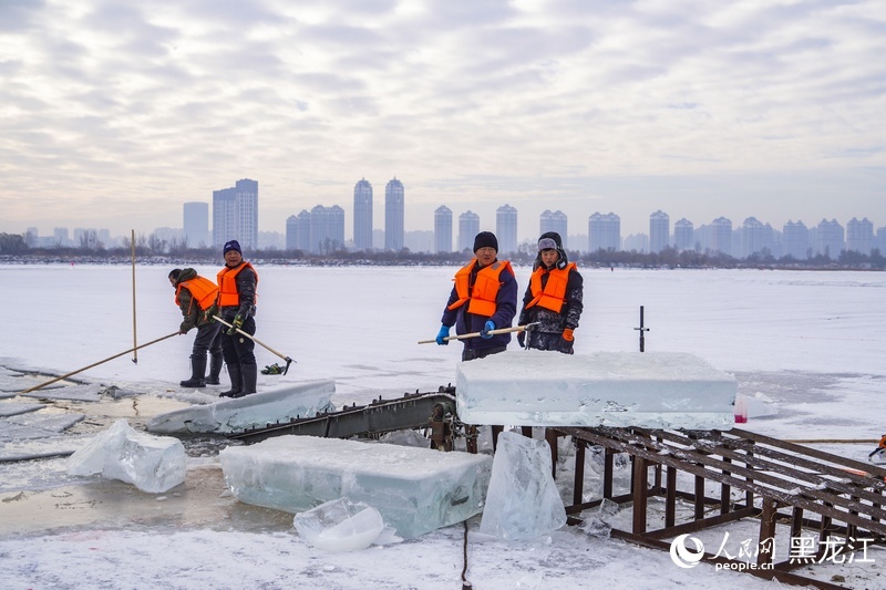 哈尔滨的冰,究竟是怎么采的? 哈尔滨的冰,究竟是怎么采的?