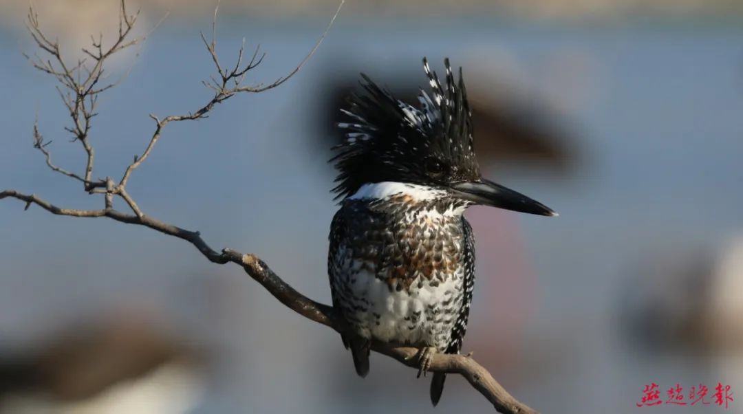 几十种野生鸟类在石家庄各湿地过冬天