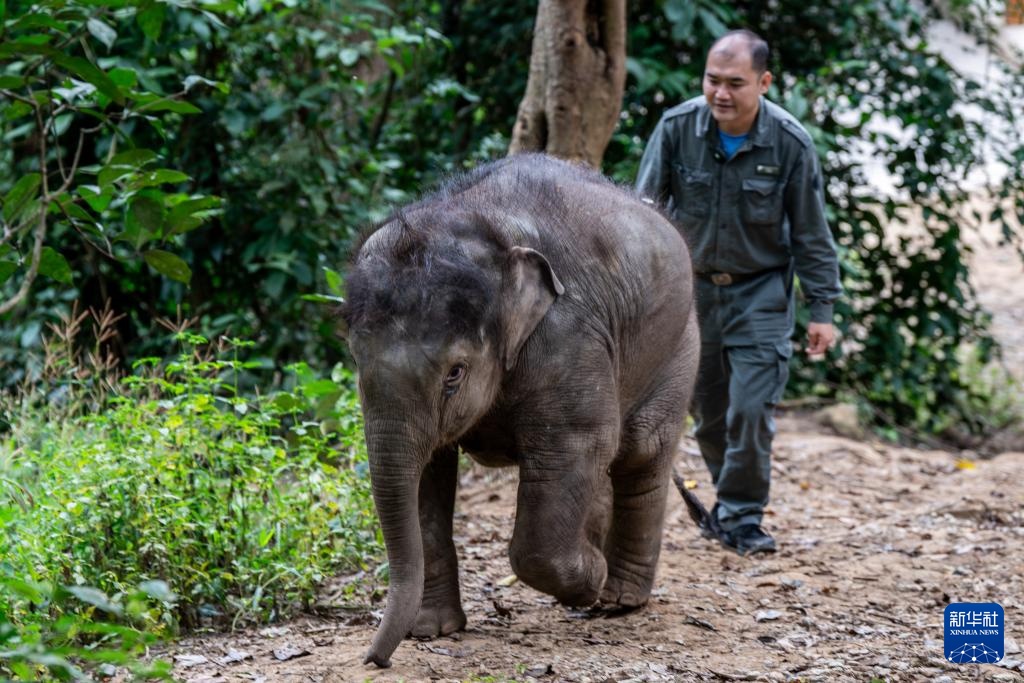 云南:一头受伤野生亚洲象被收容救助后恢复良好 云南:一头受伤野生亚洲象被收容救助后恢复良好