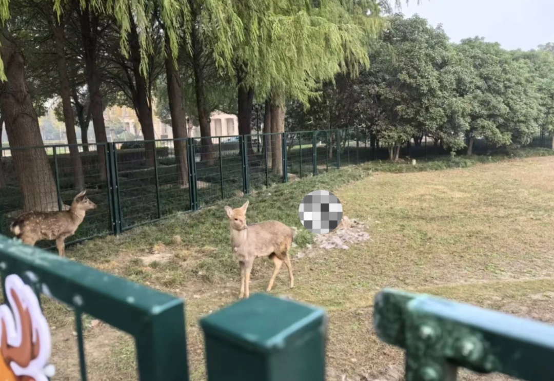 上海交大回应校内小鹿死亡