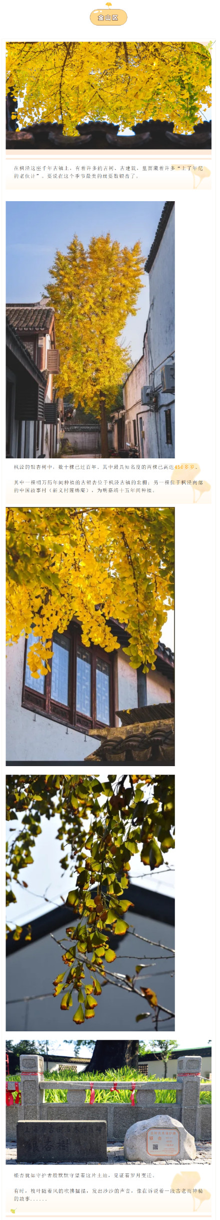 错过等一年!上海这些银杏观赏点位已进入最佳观赏期 错过等一年!上海这些银杏观赏点位已进入最佳观赏期