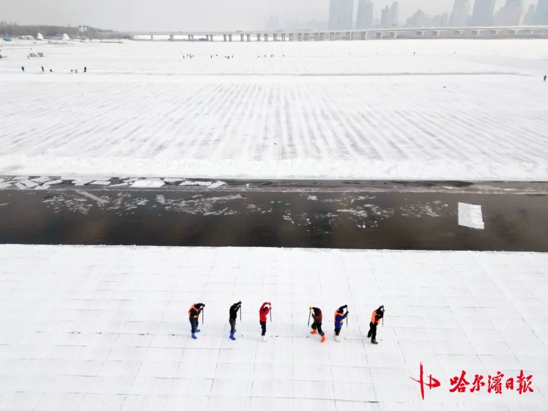 采冰全面展开!哈尔滨冰雪大世界建设加速 采冰全面展开!哈尔滨冰雪大世界建设加速
