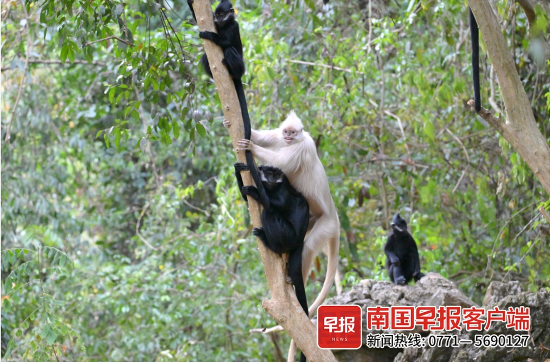 “显眼包”拍到了！黑叶猴中的“小白”现身广西