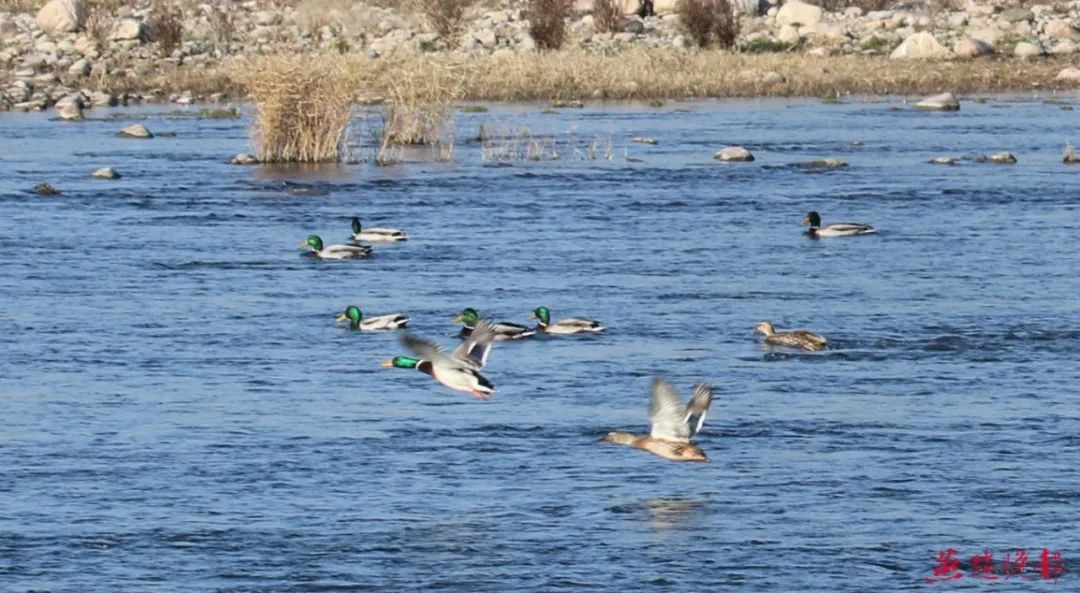 几十种野生鸟类在石家庄各湿地过冬天