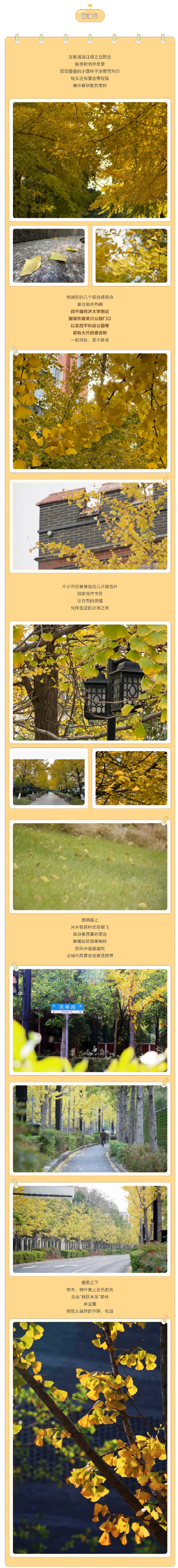 错过等一年!上海这些银杏观赏点位已进入最佳观赏期 错过等一年!上海这些银杏观赏点位已进入最佳观赏期