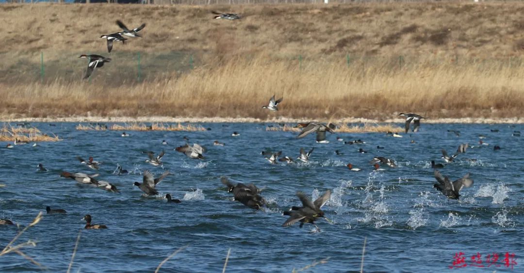 几十种野生鸟类在石家庄各湿地过冬天