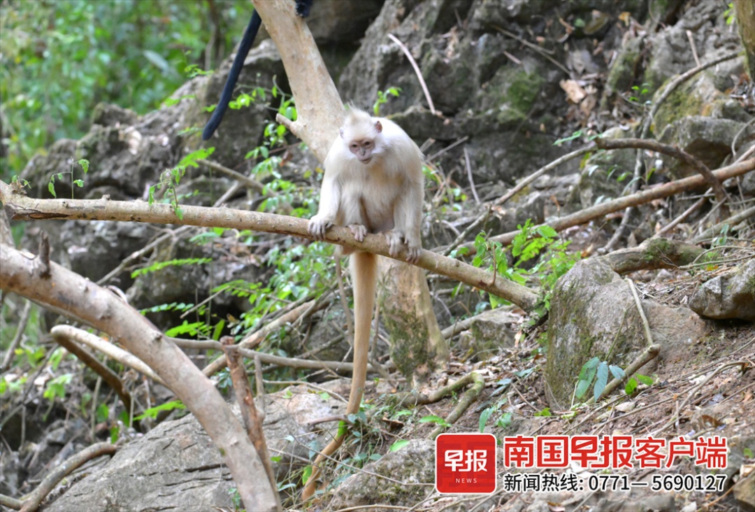 “显眼包”拍到了！黑叶猴中的“小白”现身广西