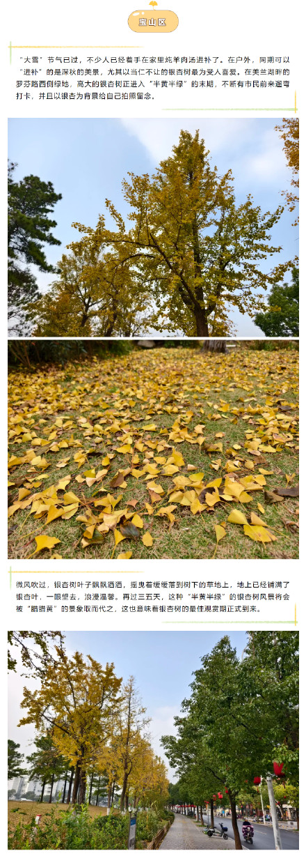 错过等一年!上海这些银杏观赏点位已进入最佳观赏期 错过等一年!上海这些银杏观赏点位已进入最佳观赏期