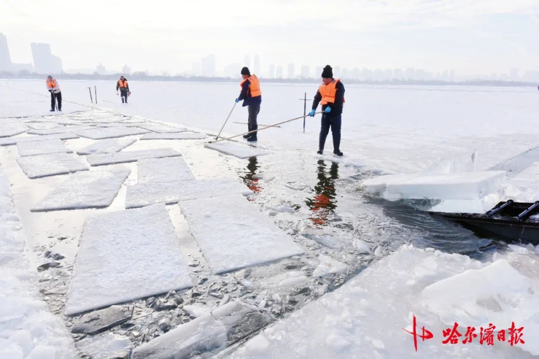 采冰全面展开!哈尔滨冰雪大世界建设加速 采冰全面展开!哈尔滨冰雪大世界建设加速