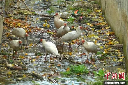 四川青川拍到一群国家一级保护动物朱鹮 四川青川拍到一群国家一级保护动物朱鹮