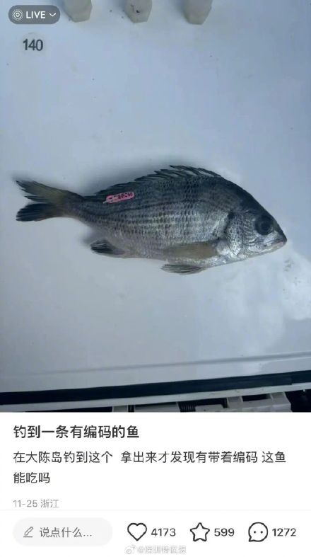 浙江钓鱼佬钓到有编码的黑鲷鱼 浙江钓鱼佬钓到有编码的黑鲷鱼